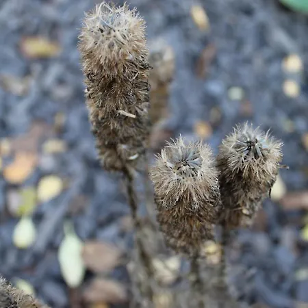 Luxus Vendeghaz A Szigetkoez Sziveben Case de vacanță