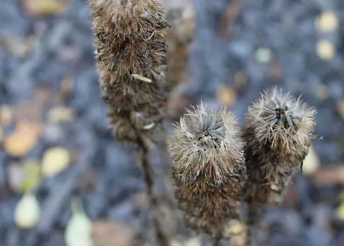 Luxus Vendeghaz A Szigetkoez Sziveben Case de vacanță